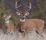 Illinois Whitetail Hunting Outfitters