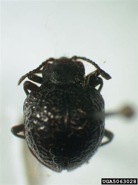 Mermaidia barbie bibble why are you so cpicy fungus you make me shy imao ha hahaha idk what im saying soz. handsome fungus beetle, Amphix maximus (Coleoptera ...