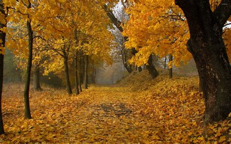 Path through the autumn forest wallpaper - Nature wallpapers - #35455