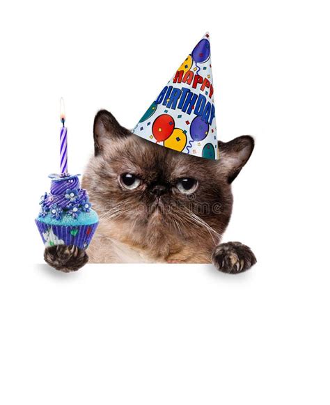 Birthday Cat Stock Photo Image Of Party Funny T 41771526
