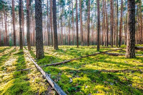 Sunrise In Pine Forest Stock Photo Image Of Light Moss 87657600