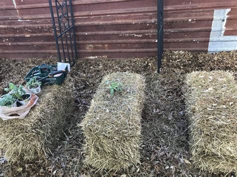 Kickstart Spring By Starting Your Own Straw Bale Garden Straw Bales