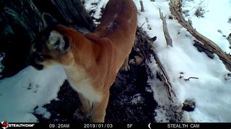 Cougar On Trail Camera Youtube