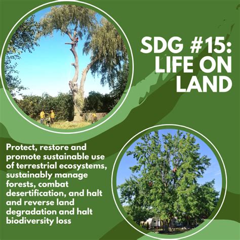 Sustainable Development Goal 15 Life On Land Maplegreen Tree Services