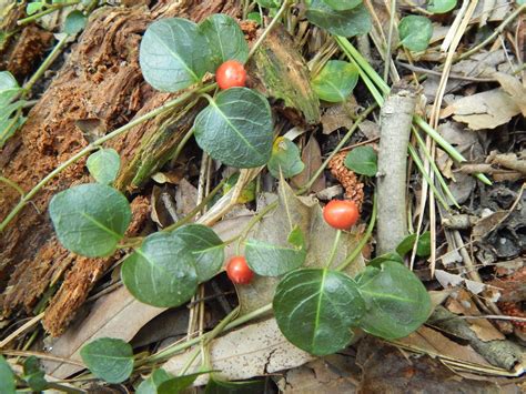 Capital Naturalist By Alonso Abugattas Partridge Berry