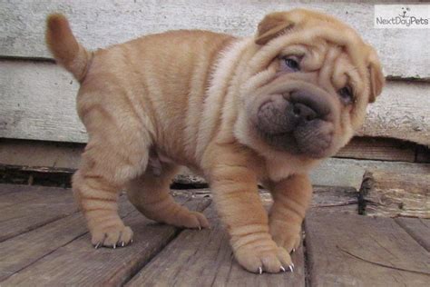 Chinese Shar Pei For Sale Shar Pei Puppies Cute Animals Chinese