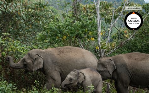 New horizons tips to up your island game. World Elephant Day