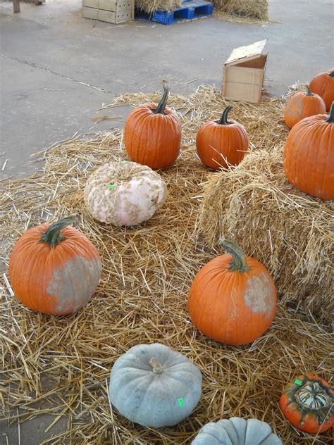 Gold Hill Plant Farm: Pink Pumpkin