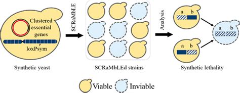 Scrambleing Of A Synthetic Yeast Chromosome With Clustered Essential