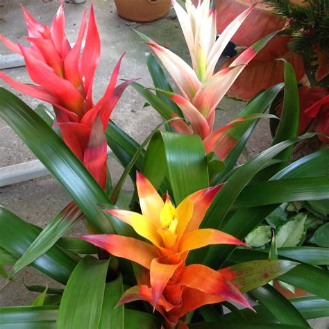 Heyplantman Exotic Tropical Plants From St Pete Fl Happy New Year