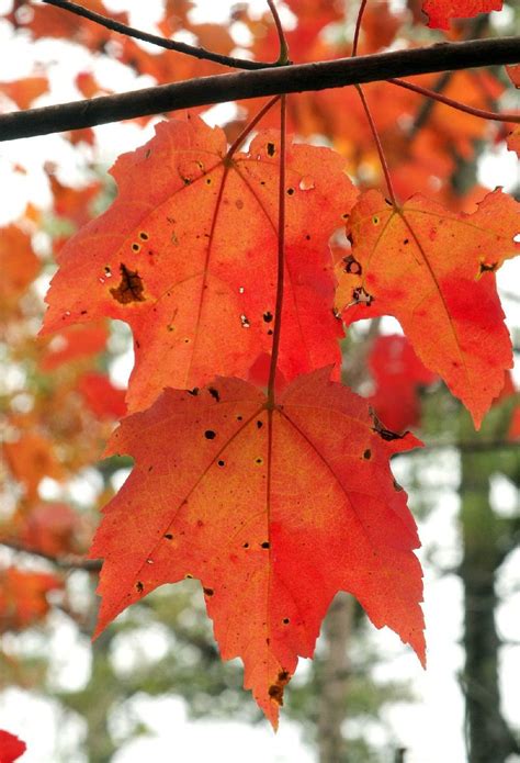 Peak Season Is Near For Dazzling Fall Colors On Arkansas