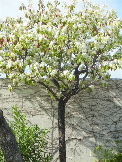 Ornamental Pear Tree Ornamental Pear Tree White Flowering Trees