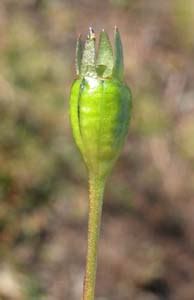 0 more photos view gallery. Herbs Groundcovers 1 - THE DOMAIN HOBART