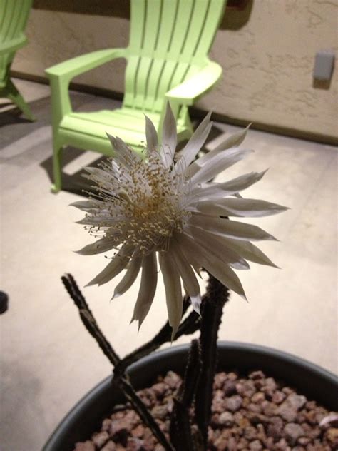 I'm not a gis guy, but afaict, the canonical mechanism to eliminate assumptions is to include n/s and e/w indicators with the coordinate that specifies which hemisphere the coordinate is from. Imagine a pure white, seven-inch blossom spreading ...
