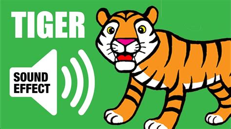 Tiger Sound Roar And Animation Youtube