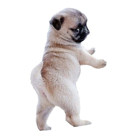 Pug Png Transparent Images Png All