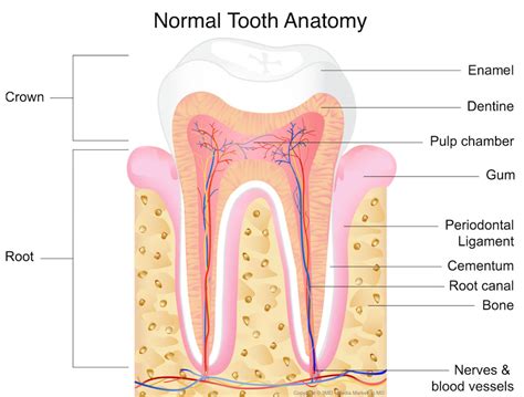 Dental Caries Cavities Comprehensive Review