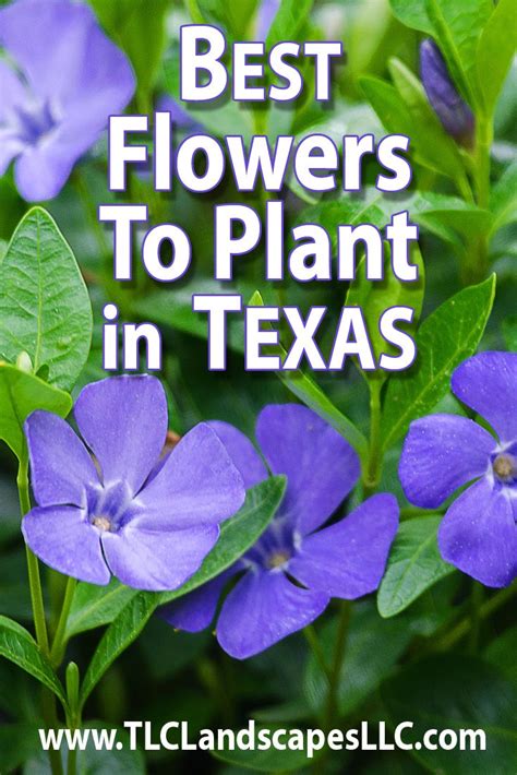 Enjoying time in the garden in the spring and fall and having flowers blooming all year round make texas yards the envy of those living. Best Summer Annuals For Texas | Spring garden flowers ...