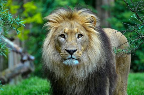 Close Up Photography Of A Lion · Free Stock Photo