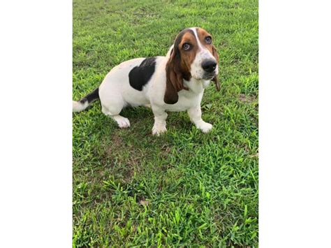 Female Basset Hound Seven Months Old Eau Claire Puppies For Sale Near Me