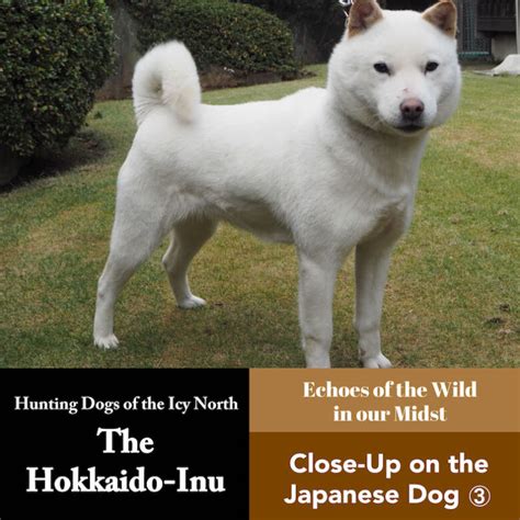 The Hokkaido Dog Hunting Dogs Of The Icy North Close Up On The