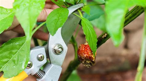 How To Prune Pepper Plants For Huge Yields