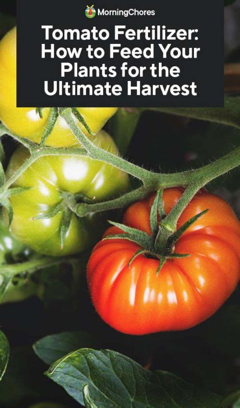 Check spelling or type a new query. Npk For Growing Tomatoes | Cromalinsupport