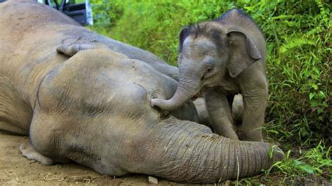 3 More Rare Borneo Elephants Mysteriously Found Dead World Cbc News