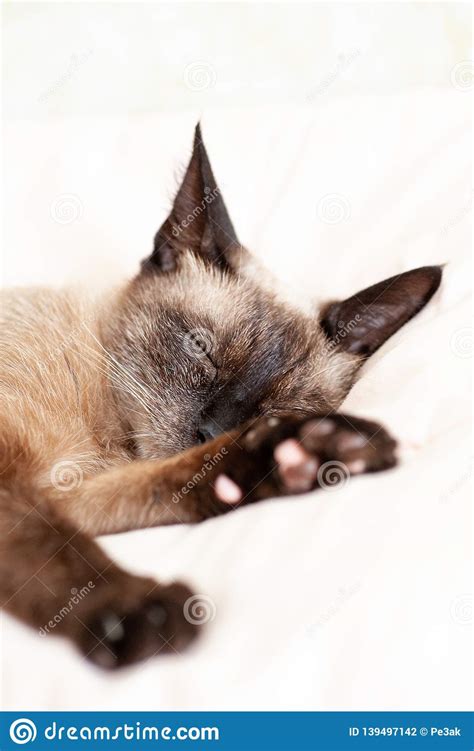 Siamese Cat Sleeping Soft Stock Photo Image Of Eyes 139497142