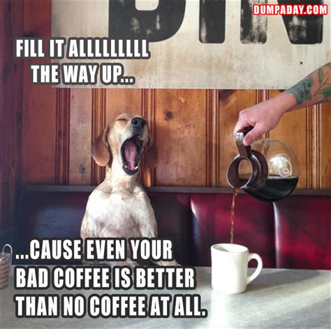 A Funny Pictures Dog Drinking Coffee Dump A Day