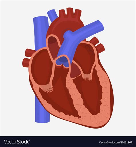 Anatomy Of Heart Images