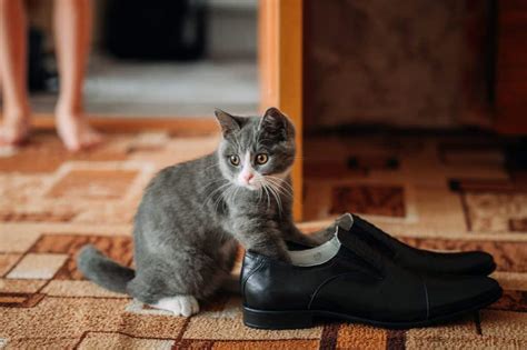 Why Do Cats Like Shoes 6 Reasons For This Odd Behavior