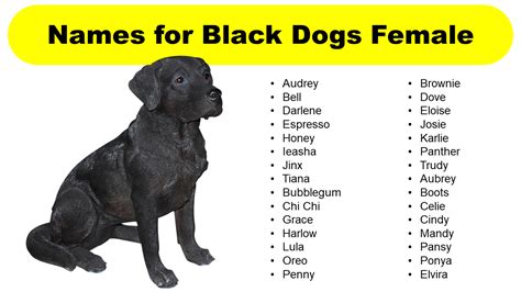 100 Girl Dog Names For Black Dogs Artofit