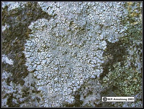 Crustose Rock And Bark Lichen Photos