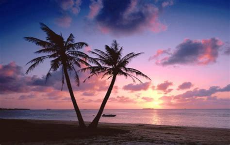 beautiful red rays of sunset free background beach sunset wallpaper palm tree sunset sunset