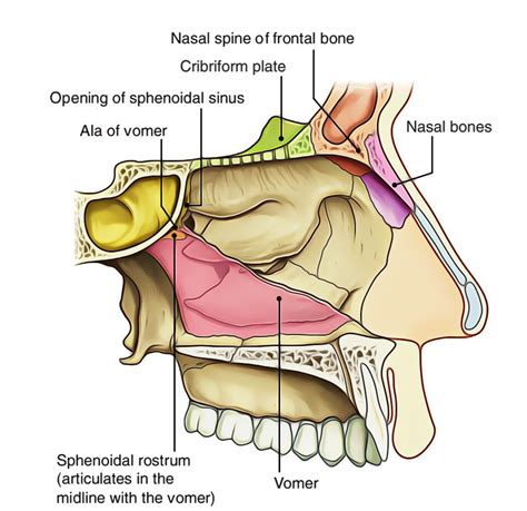 Easy Notes On 【nasal Cavity】learn In Just 4 Minutes