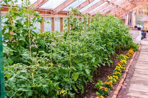 Add the pepper flakes or hot pepper now add the greens, tomatoes, pepper flakes, if using, and the remaining garlic. 10 Tomato Companion Plants To Get The Most Delicious ...