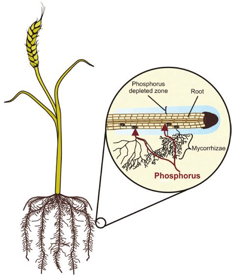 Abbott L K Soil Health Mycorrhizal Fungi Download Scientific