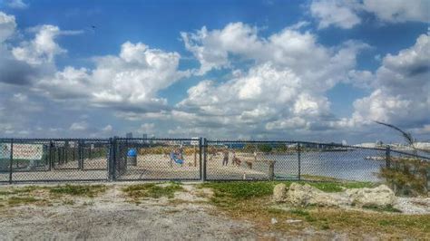 Davis Island Dog Beach Tampa All You Need To Know Before You Go