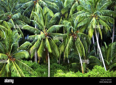 India Coconut Palms In A Tropical Forest Near Trivandrum Stock Photo