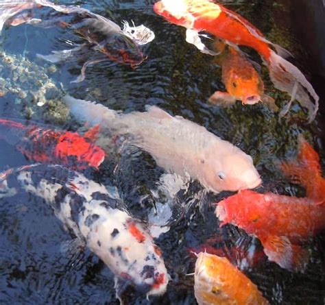 The Best Koi Pond Pumps 2022 Reviews And Costs Pond Informer