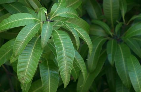 Logo daun, daun hijau, logo daun hijau dan hijau, teks, daun maple png. 6 Khasiat Tak Terduga Daun Mangga untuk Kesehatan Tubuh ...
