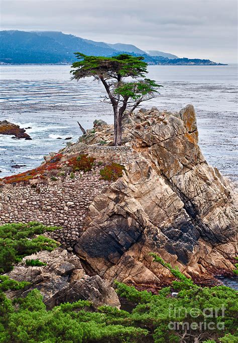 The Famous Lone Cypress Tree At Pebble Beach In Monterey California