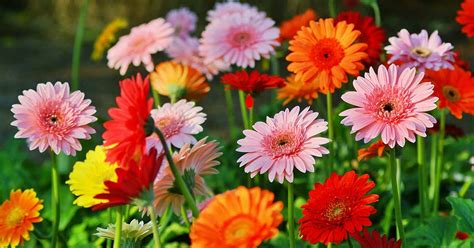 How To Grow And Care For Gerbera Daisies Gardeners Path