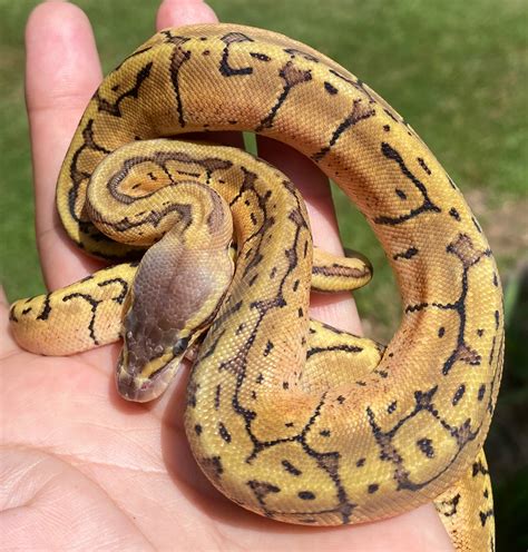 Pastel Pinstripe Ball Python By Majestic Morphs Morphmarket