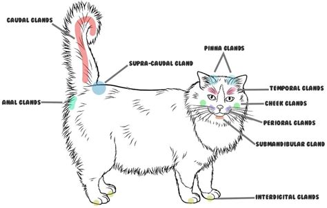 Scent Glands On Cats Purrfect Love Cat Anatomy Cats Dog Anatomy
