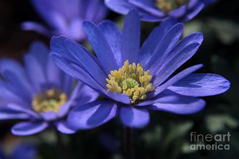 Blue Woodland Flower 1 Photograph By Kenny Glotfelty