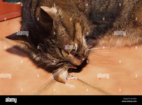Cat Felis Catus Eating Field Mouse Apodemus Sylvaticus Inside On