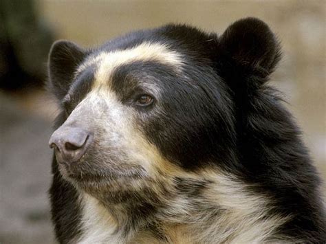 Spectacled Bear Andean Bear
