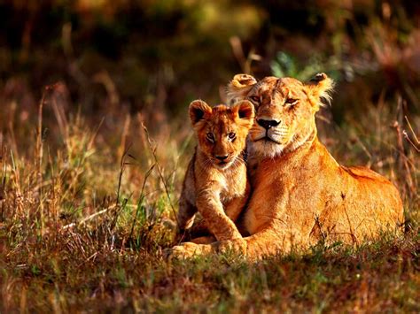 (portugal) kenya (a country in eastern africa). QUÉNIA, destino de férias, Voos, Hoteis, Informação geral ...